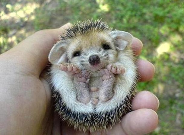 have-you-ever-seen-a-baby-hedgeh