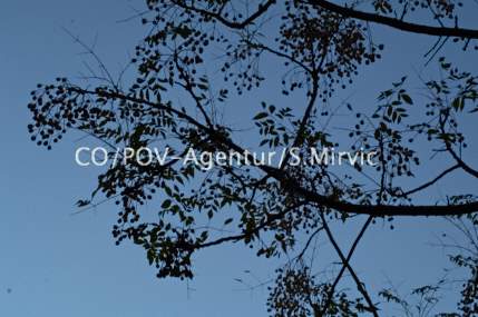 3626CO&POV - Agentur Mirvic.jpg