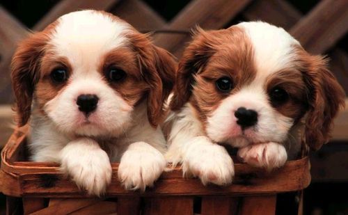 30-cute-puppies-you-will-want-to