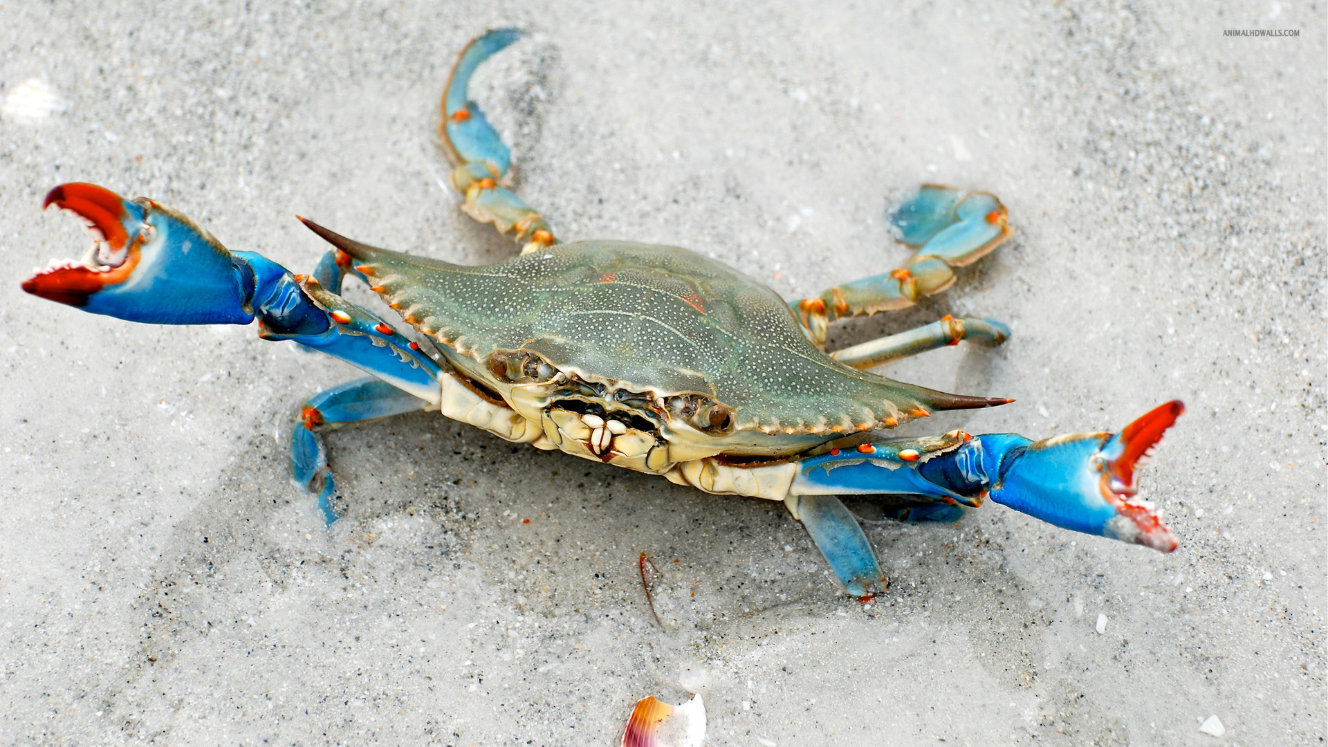 Adorable-Blue-Crab.jpg