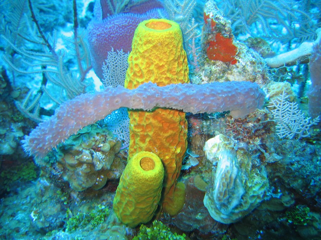 Sponges_in_Caribbean_Sea,_Cayman