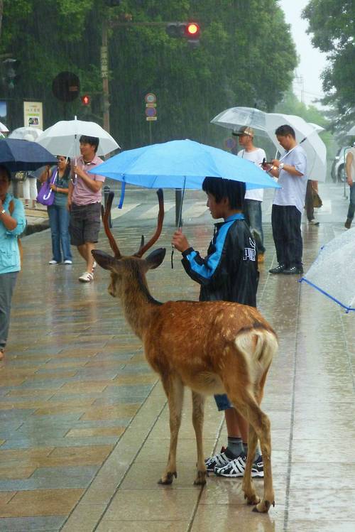 Japanese deer in rain.jpg