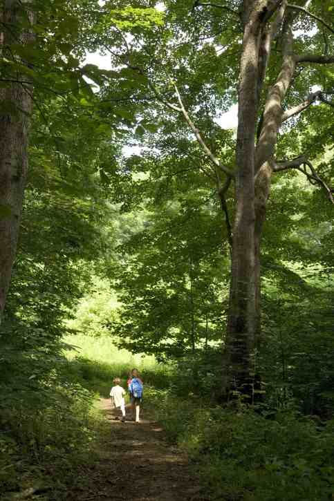 children-hiking-in-the-woods_w48