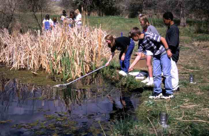 children-netting-in-pond_w725_h4