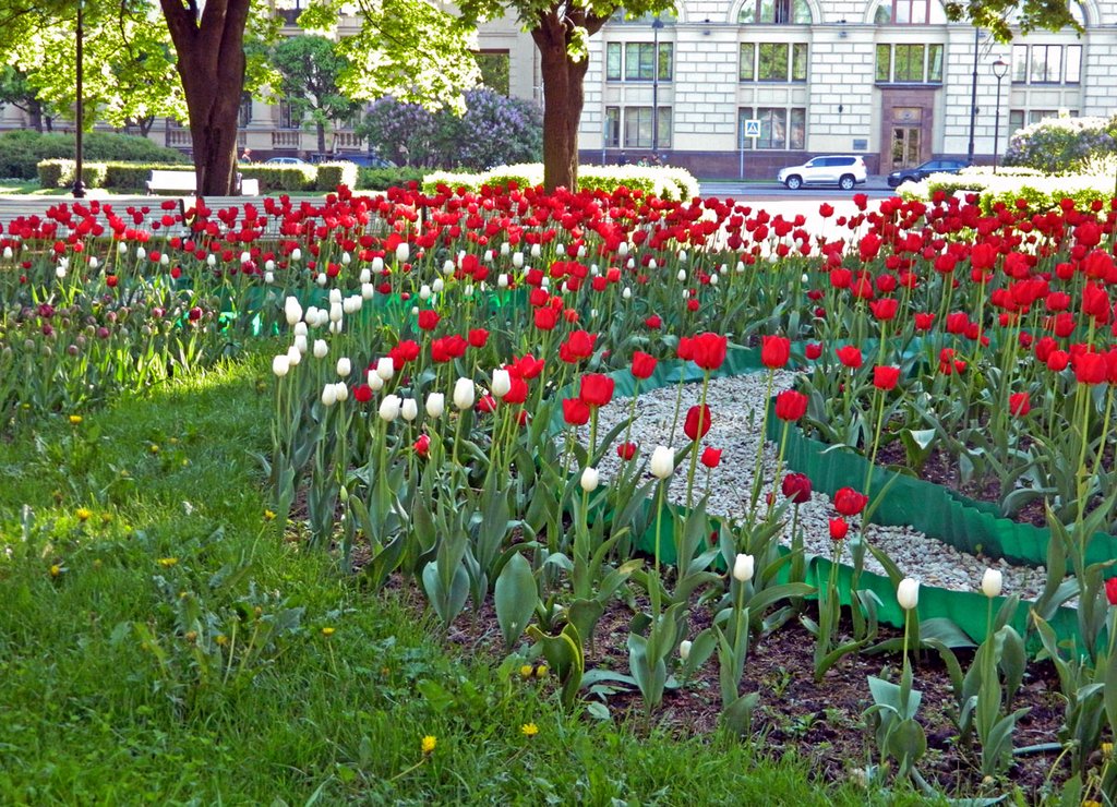 Тюльпаны на Троицкой площади