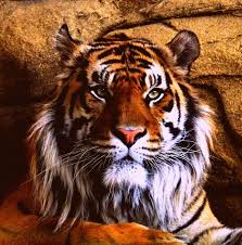 Tiger12.jpg