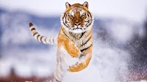 Tiger6.jpg