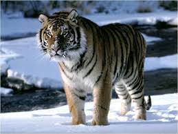 Tiger7.jpg