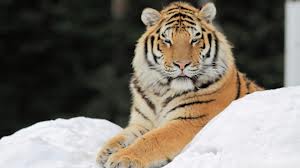 Tiger8.jpg