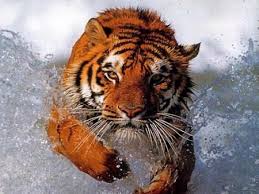 Tiger10.jpg