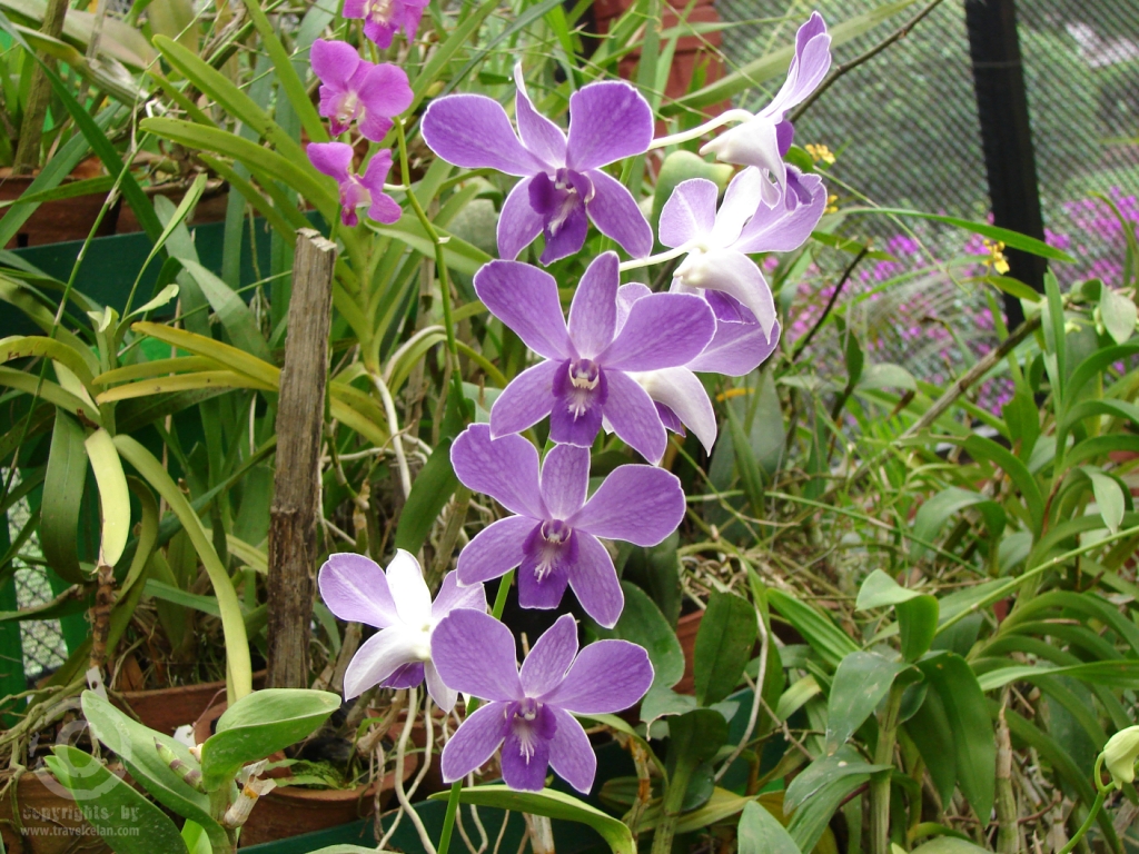 Sri Lanka orchid collection-0313
