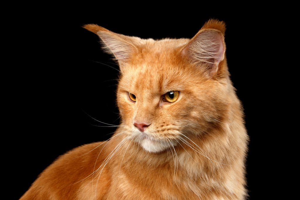 Cats_Maine_Coon_Ginger_500156.jp
