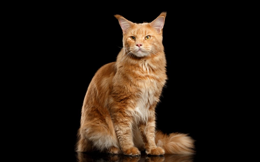 Cats_Maine_Coon_Black_background