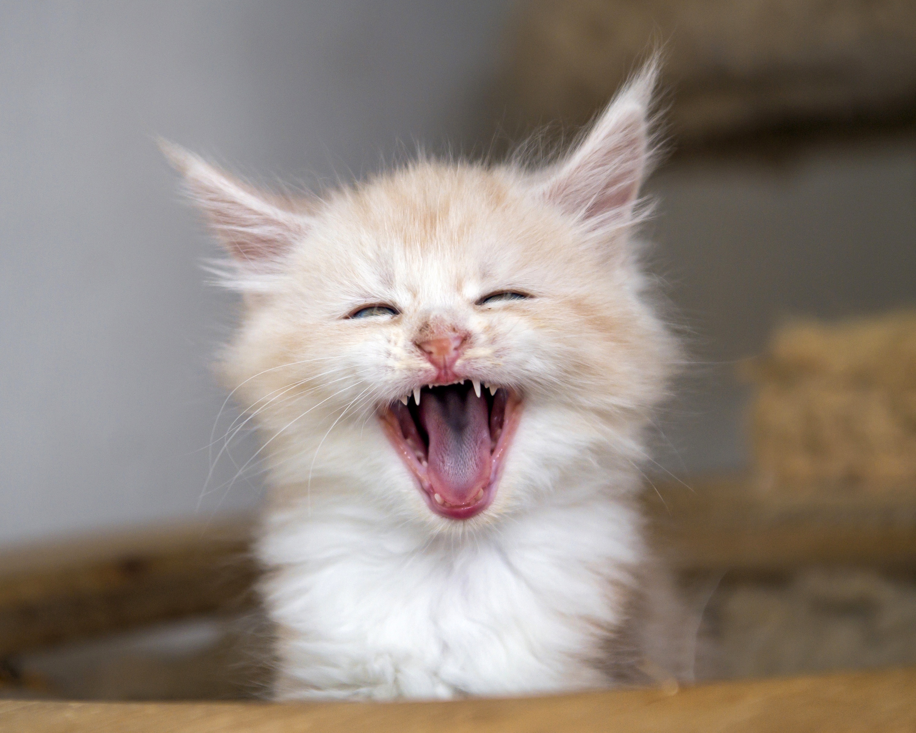 Cats_Maine_Coon_Tongue_Yawn_Kitt