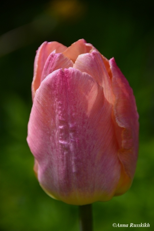 Тюльпаны (13).JPG