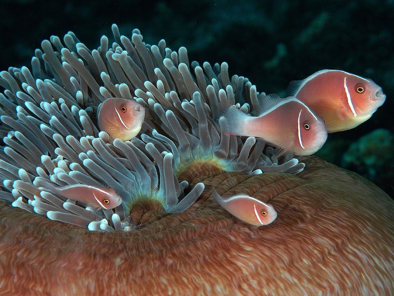 pink-anemonefish-shrimp_60640_99
