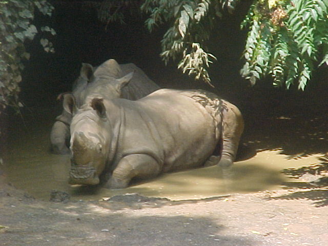 Knoxville_Zoo_004.jpg