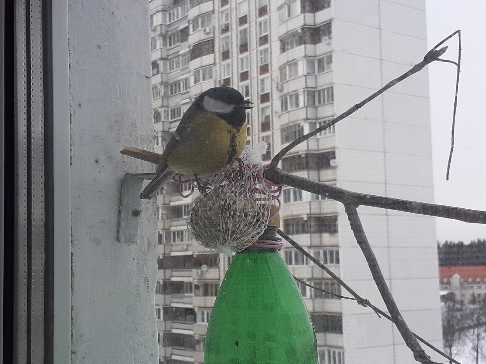 Ловить синиц. Синица за окном. Кормушка для птиц у подъезда. Кормушки для птиц Ставрополь. Поймать синицу не трудно.