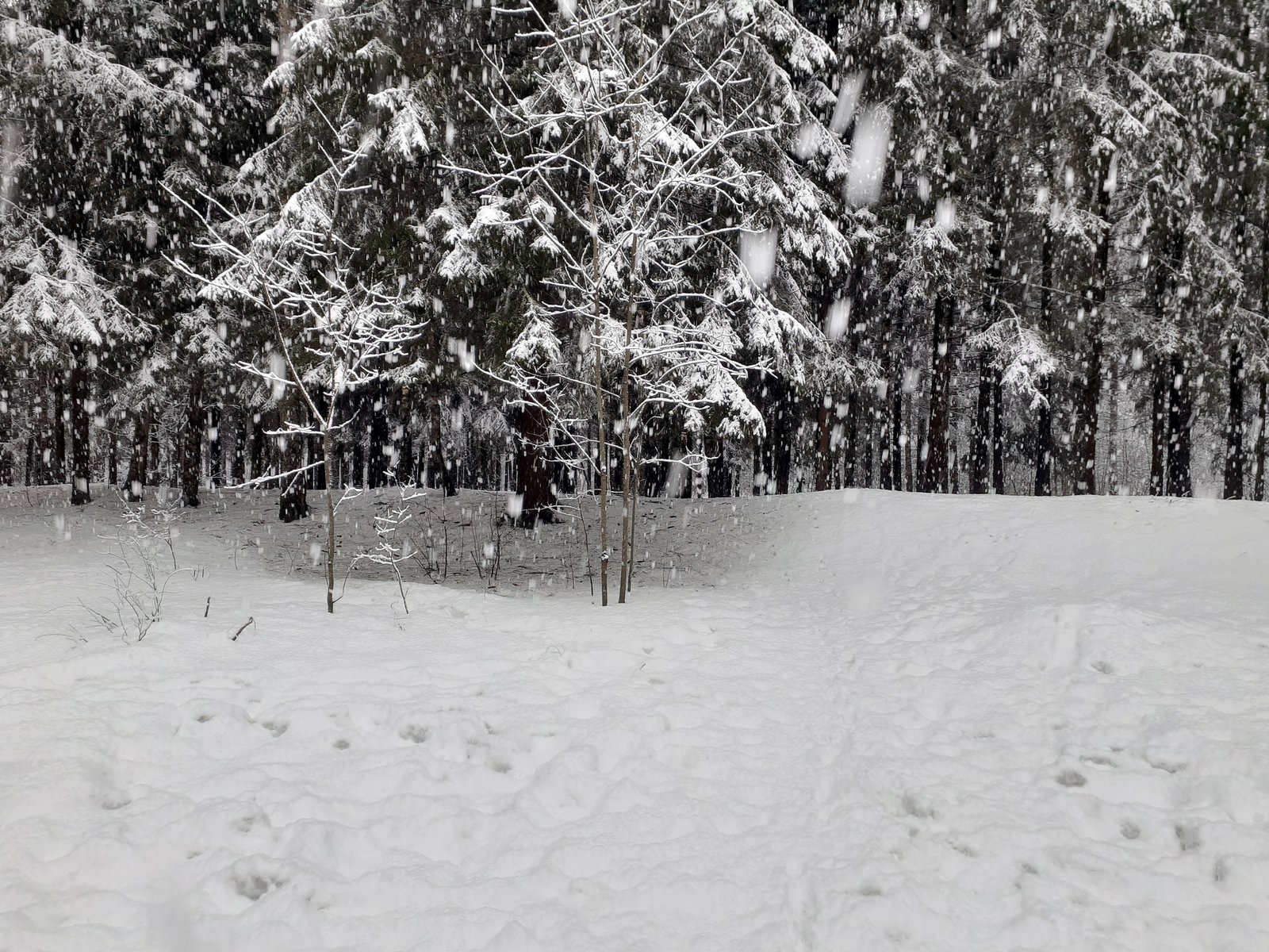 Снегопад шепот. Заводоуковск зима. Зимний Заводоуковск. Танец снегопад. Кстово снегопад.