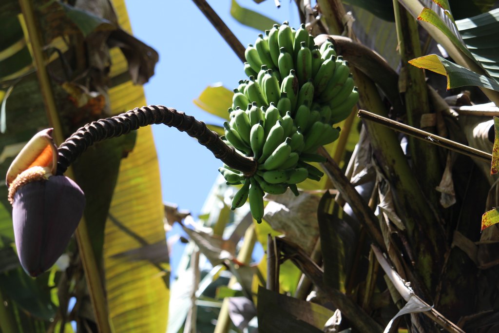 Как цветет банан. Цветение банана. Цветение бананового дерева. Цветущий банан. Цветущее банановое дерево.