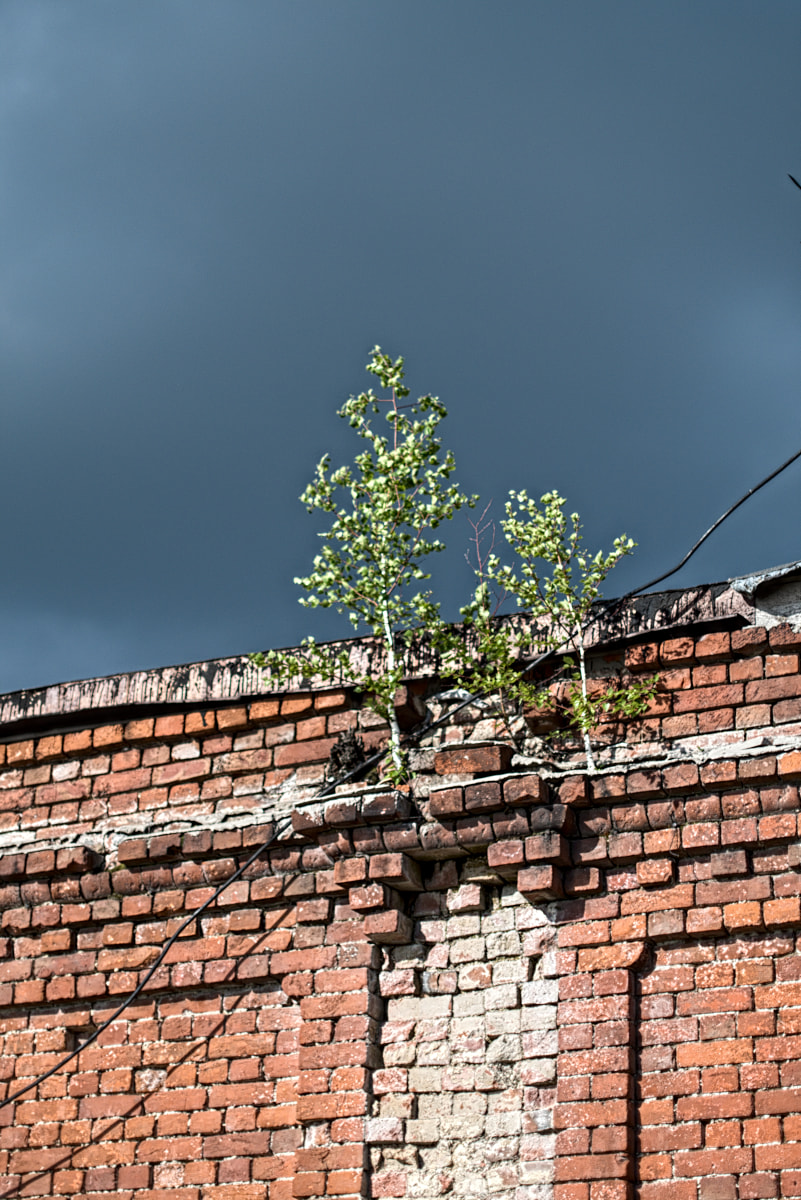 tree-on-bricks.jpg