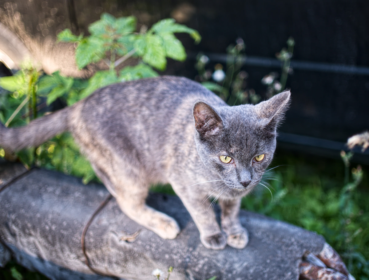 street-cat-20180816.jpg