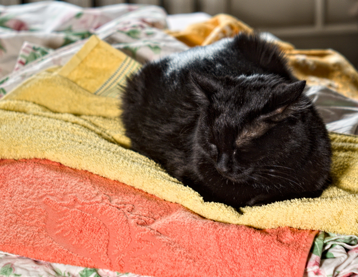 my-old-black-cat-02.jpg