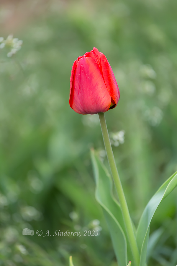 Бутон красного тюльпана