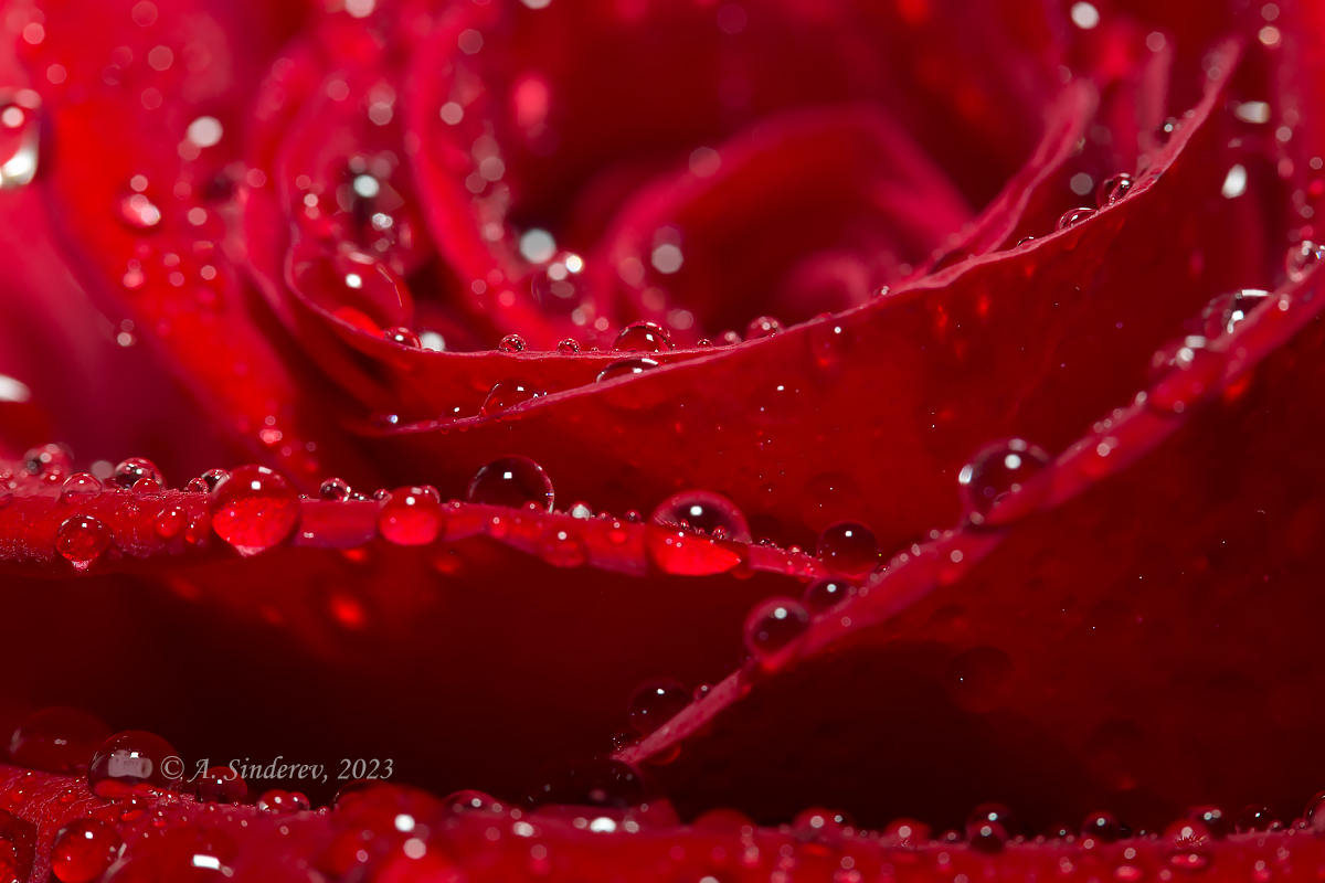 Красная роза крупно