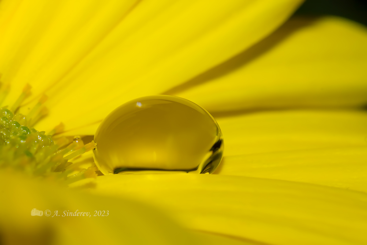 Капля на жёлтом цветке