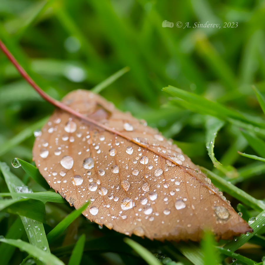 Капли дождя на осеннем листке