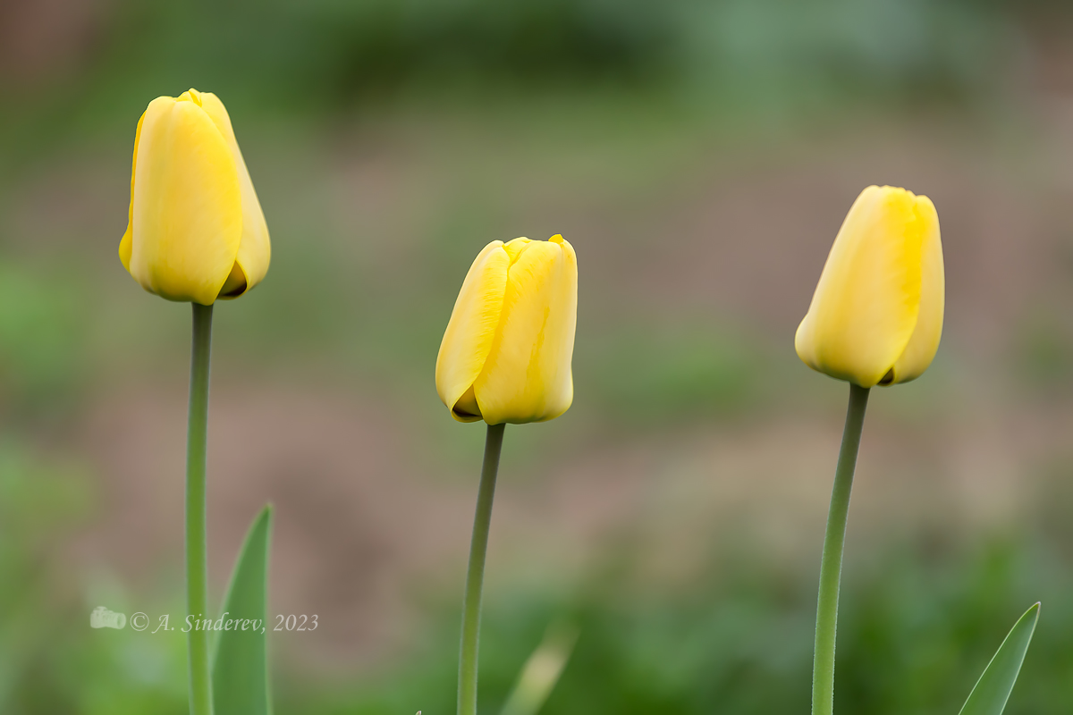 Три жёлтых тюльпана