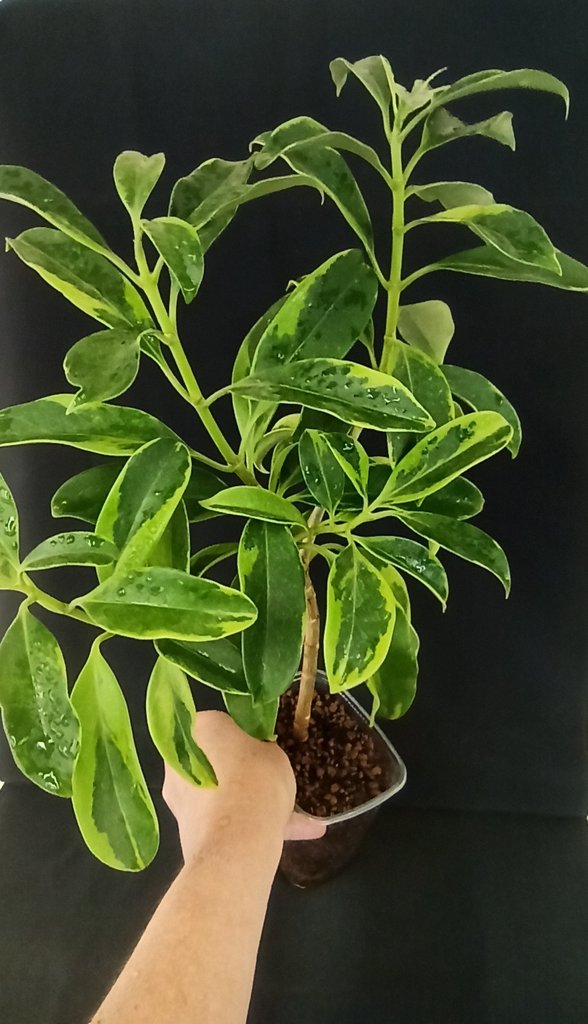 Fagraea ceilanica variegata 3000