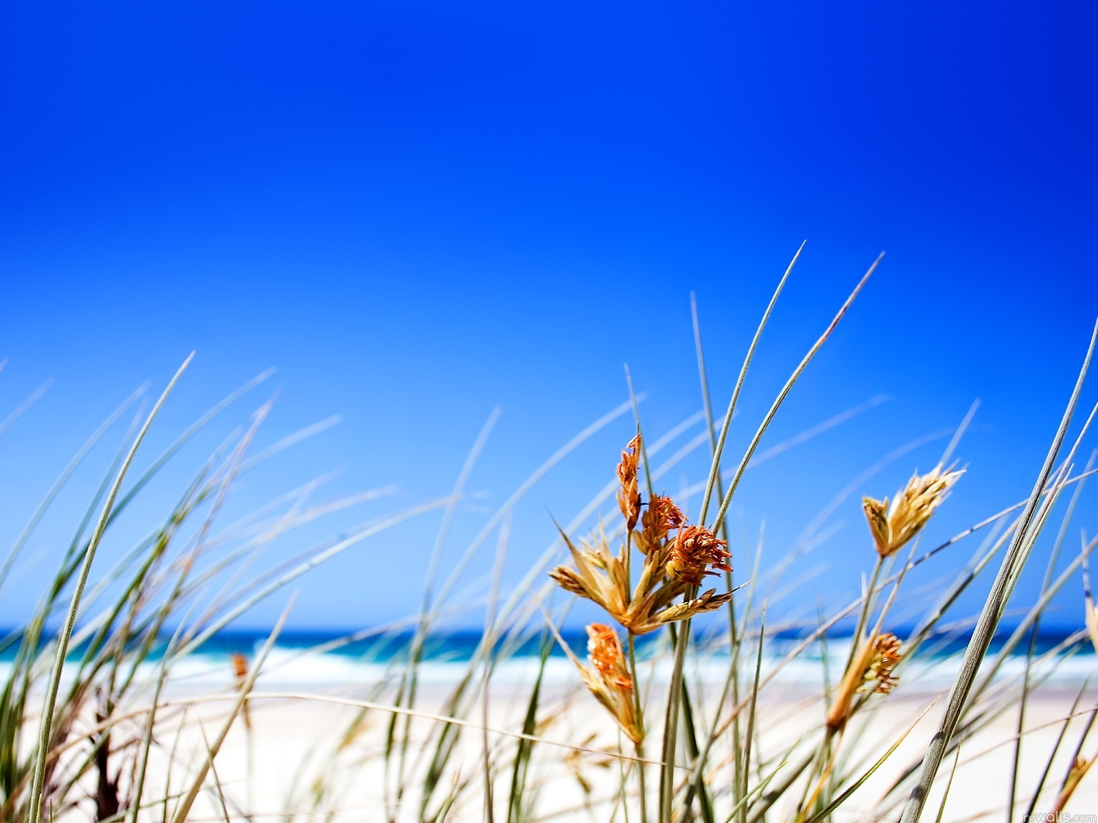 Summer_Beach_Grass_freecomputerd
