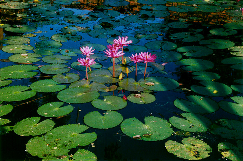 Sukhothai - water lily a.jpg