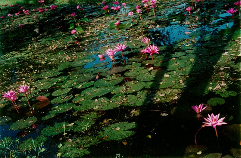 Sukhothai - water lily b.png