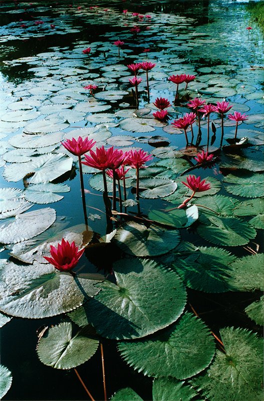 Sukhothai - water lily c.png