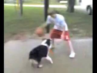 vlc-dog vs boy in basketball....