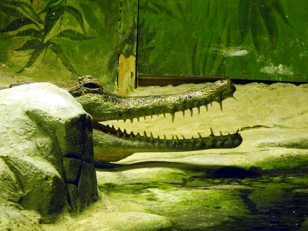 min_Москва - Зоопарк - Крокодил
