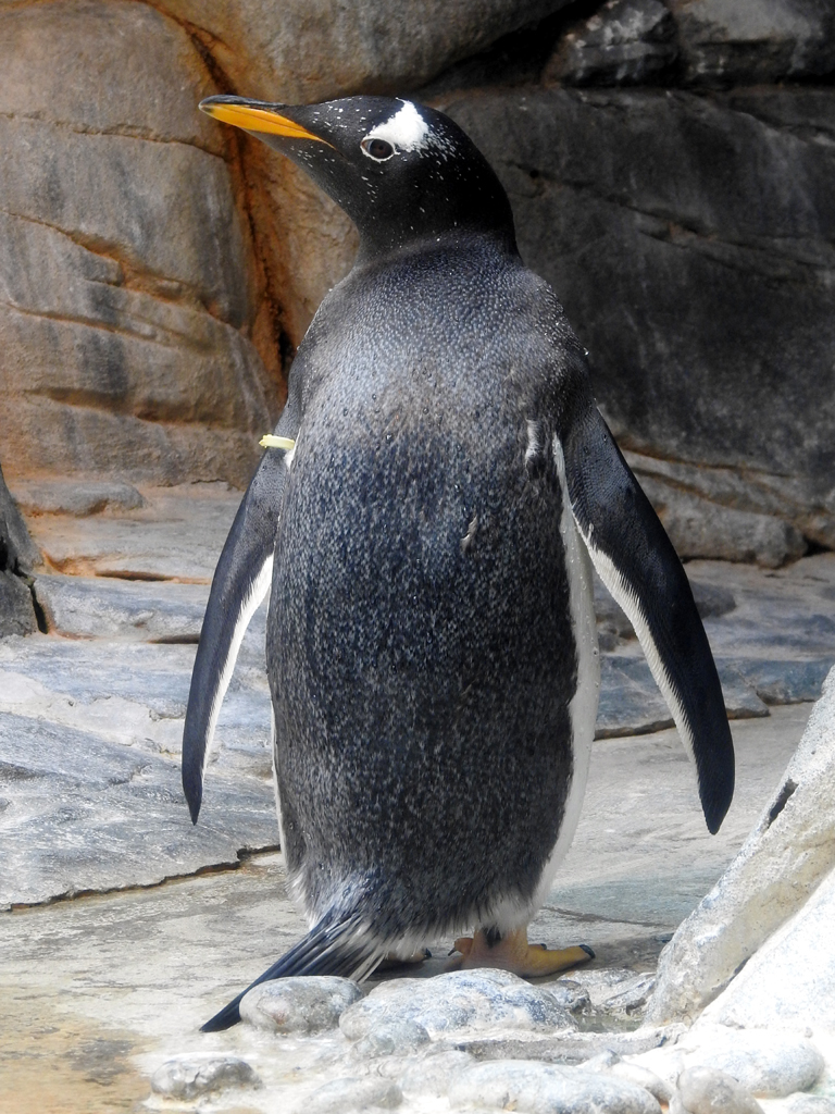 min_Москва - Зоопарк - Пингвины