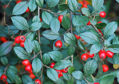 large_cotoneaster.jpg
