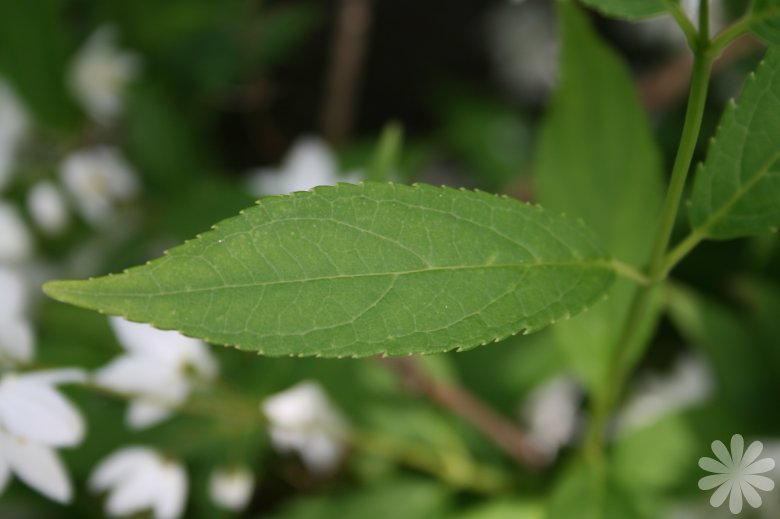 deutzia_gracilis_leaf.jpg