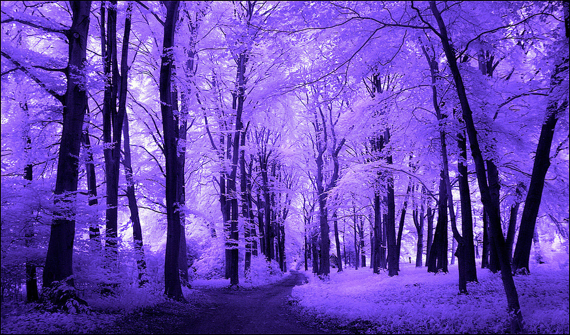 purple_trees_infrared____by_mich