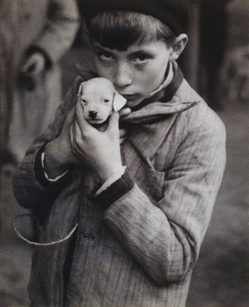 little dog, paris, 1928 photo by