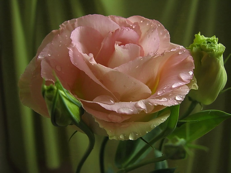 Роза с росой.jpg
