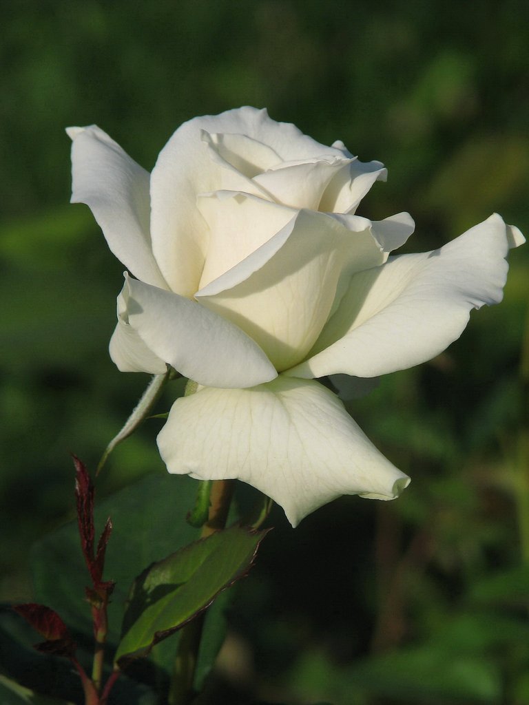 белая роза.jpg