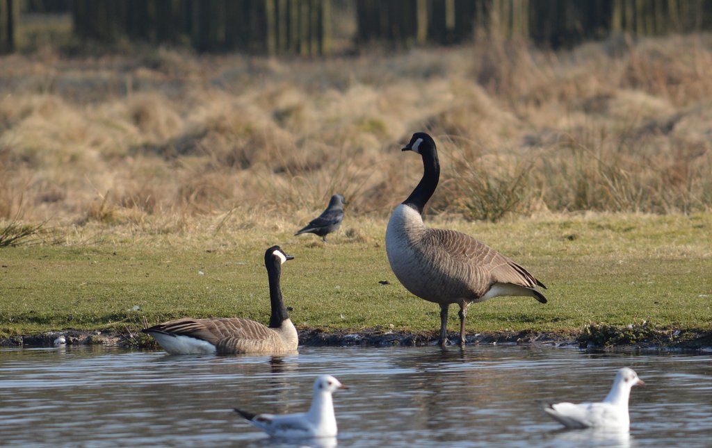 Canada_Geese_watching_Crow_DSC_0