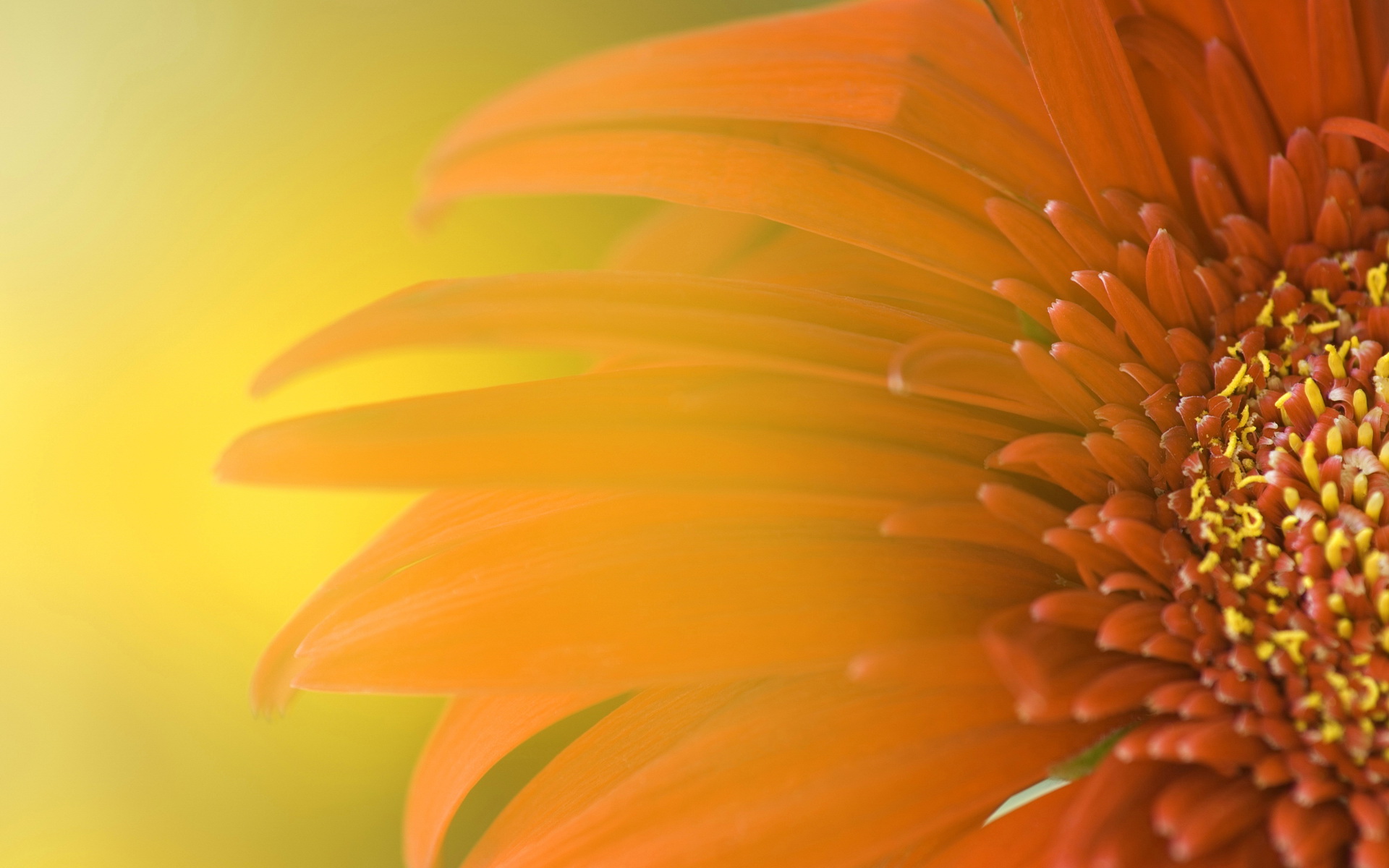 Sunflower01 (6) - Kopie.jpg