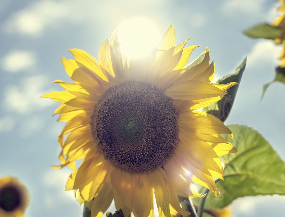 Sunflower01 - Kopie.jpg