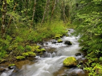 forest_river_wallpaper_rivers_na